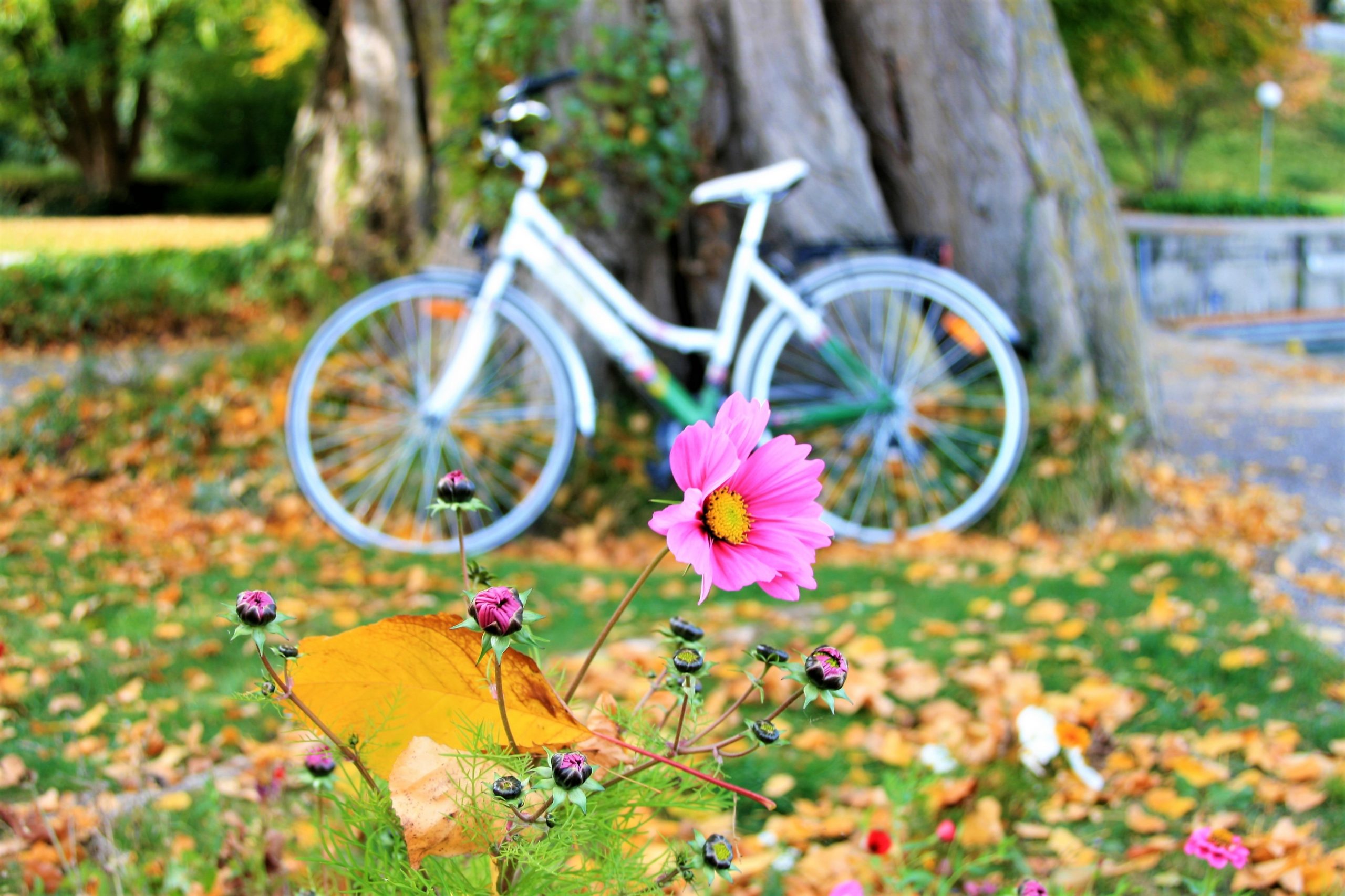 Vintage White Bicycle